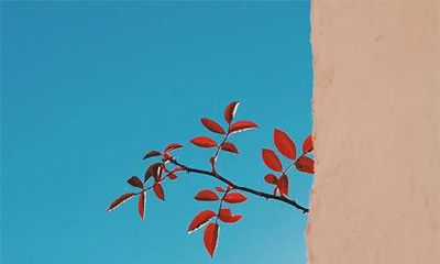 农历十月份生的人命运如何?2022年属虎的什么命运