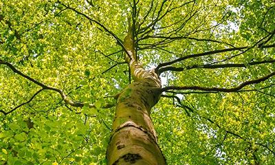 松柏木命适合什么行业?松柏木和什么命最合财?