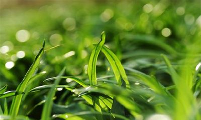 松柏木命和炉中火命相克吗?松柏木命的人安床方向