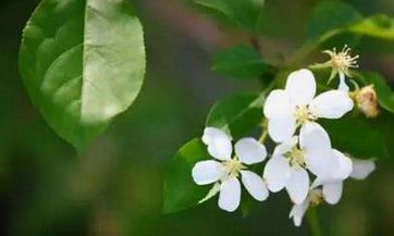 梦见疯狗怎么回事 梦见疯狗有什么预兆