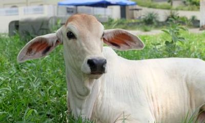 牛年清明节前出生的人命运怎么样?