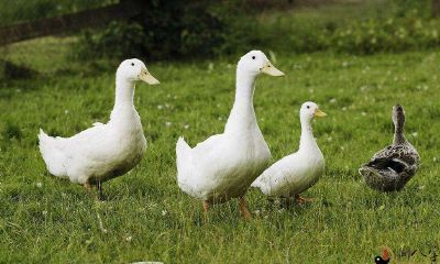 梦见和朋友一起杀鸭