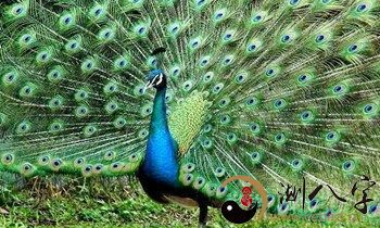 梦见绿色的孔雀