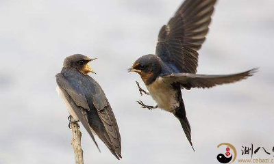 梦到飞翔小燕子