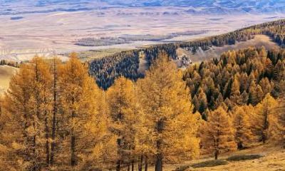 立秋节气后要多吃哪些食物?跟立秋有关的诗句有哪些?