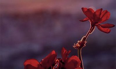 2022年农历九月初八黄历是黄道吉日吗?大小红沙日有什么区别?