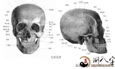 都说女星中刘亦菲骨相最好,那骨相好的男性有哪些?