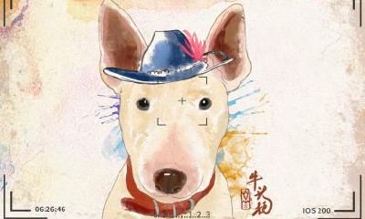 82年属狗人2023年有什么劫难,财运方位在哪?