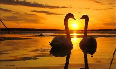 如何从八字看出爱情缘分