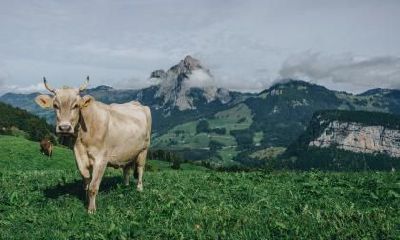 1985年出生的属牛人何时走大运?在什么方面?