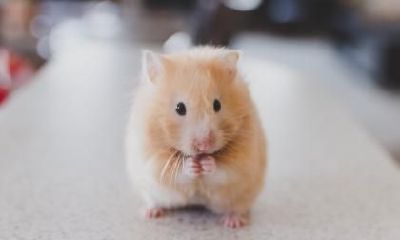 属鼠的大运年是哪年,一生运势如何?