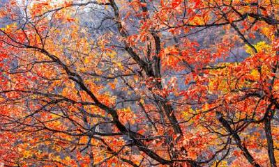 立秋前一天是绝日吗?绝日有哪些忌讳