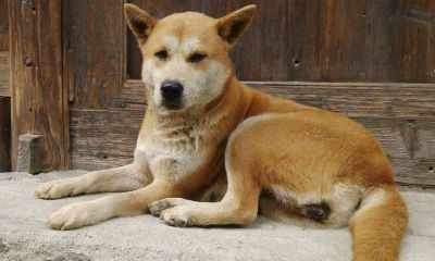 梦见白色和淡黄色的2个狗朝我的名字叫