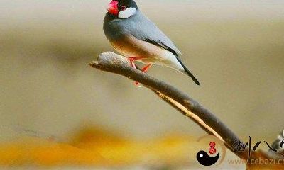 梦到救一只负伤的鸟儿