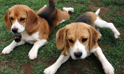 梦见狗做我的新娘回家了