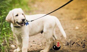 梦见遛狗狗丢了又回家了