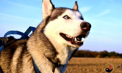 梦见家多了几个小狗狗