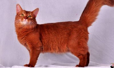 梦见被鲜红色猫咬