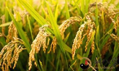 梦见了给人收水稻