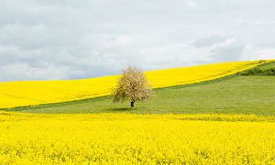 1988年大林木命的人五行缺什么?88年大林木命一生命运