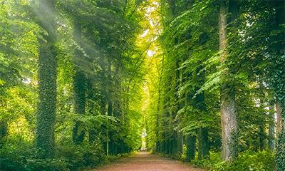 为什么大林木命不能佩戴貔貅?大林木不能佩戴什么?