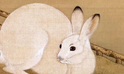 兔子为啥属相中“排名老四?