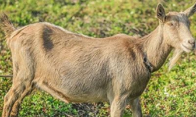 91年出生属羊人婚姻生活幸福快乐吗 属羊配婚