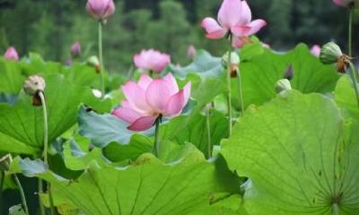 大暑节气要注意什么?大暑古诗词有哪些?