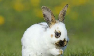 属相兔是有财运的人,对人会诚心诚意,从来不挑拨离间,有了你吗