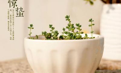 不同年份的惊蛰节气出生的属狗人命理解析