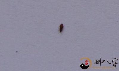 梦到的身上长小虫子