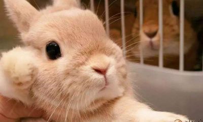 梦见兔子生一窝小白兔