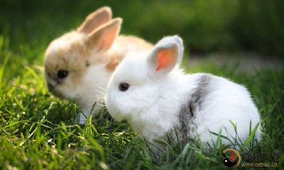 梦见兔子进攻我