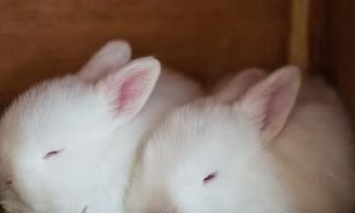 梦见兔子跑进家