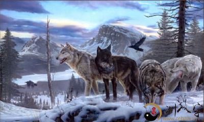 梦见和他人一起击败狼