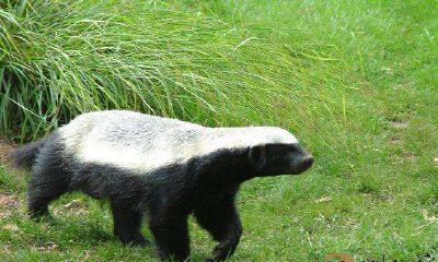 梦到击败一只蜜獾