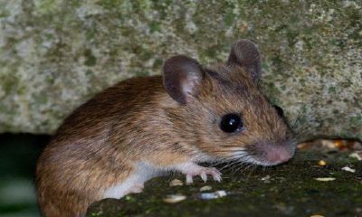 梦到自己击败一只老鼠