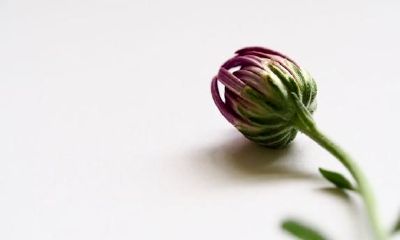 为了更好地维持雅致,天秤座都投入了什么成本?