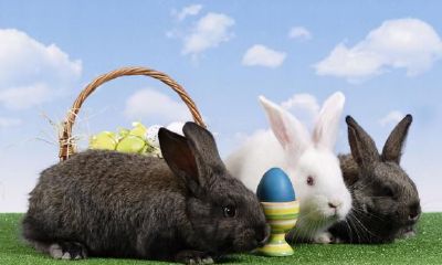 属兔人更合适初入职场日常生活,還是自己创业