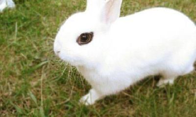 “属相兔”:别再‘白日作梦’了,‘好梦要如愿以偿’了