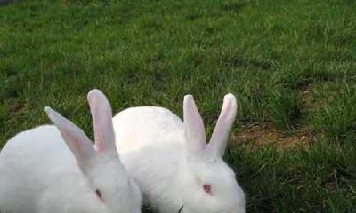 属相兔的后半生 准到不敢说话!