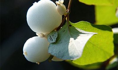 2022年农历二月怀孕什么时候生?虎宝宝的命运怎么样?