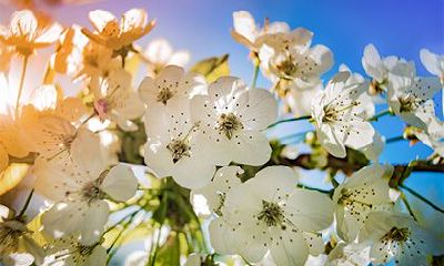 农历二月的风俗禁忌,有什么讲究?