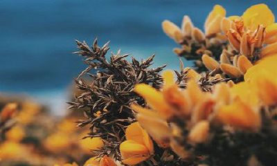 倒挂金钟花的风水禁忌