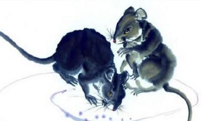 1996年属鼠人一生运势