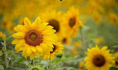 农历六月有什么讲究?人们要干什么?