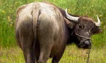 属牛人的贵人相助属相到底是谁?属牛人与谁在一起是天仙配?与属牛人不符合的生肖有什么?