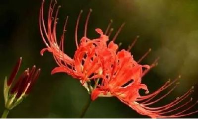 心理测试:你更喜欢哪一朵彼岸花?测出此刻是谁在想你