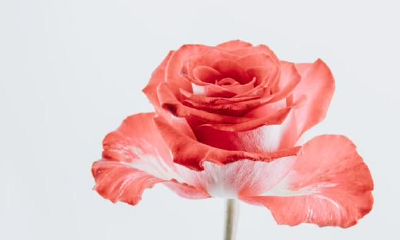 射手座走向成熟的多个标示