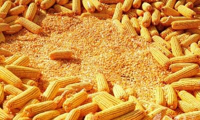 孕妇梦见苞米梦见吃玉米